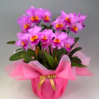 カトレア (胡蝶蘭（蘭）) 花のプレゼント