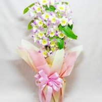 デンドロビウム (胡蝶蘭（蘭）) 花の記念日プレゼント(妻・奥さん)