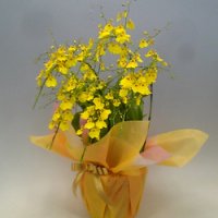 オンシジューム (胡蝶蘭（蘭）) 花の還暦祝いプレゼント