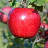 りんご (フルーツ・果物) スイーツのプレゼント
