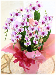 赤ちゃん ベビーへの花 人気プレゼントランキング21 ベストプレゼント