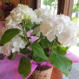 紫陽花 アジサイ 母の日プレゼント 人気ランキング21 ベストプレゼント