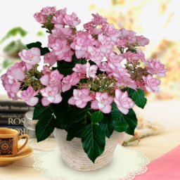 紫陽花 アジサイ 母の日プレゼント 人気ランキング21 ベストプレゼント