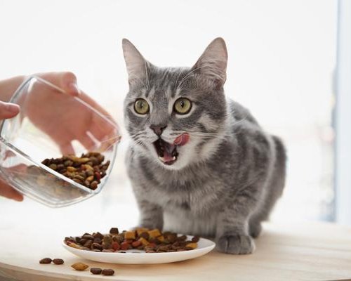 Bikin Kucing Bahagia! Inilah 10 Rekomendasi Snack Kucing 