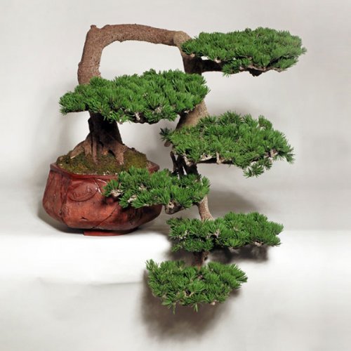 10 Rekomendasi Gaya Bonsai Paling Unik Dan Menarik Ini Cocok Dijadikan Dekorasi Untuk Mempercantik Rumah