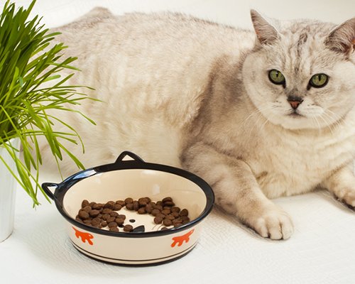 Bikin Kucing Bahagia! Inilah 10 Rekomendasi Snack Kucing 