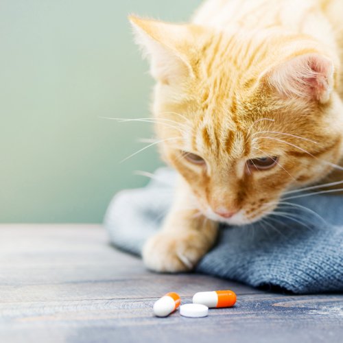 Jaga Kesehatan Si Kucing Kesayangan dengan 10 Rekomendasi Vitamin 
