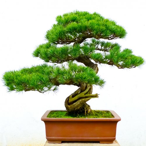 10 Rekomendasi Gaya Bonsai Paling Unik Dan Menarik Ini Cocok Dijadikan Dekorasi Untuk Mempercantik Rumah
