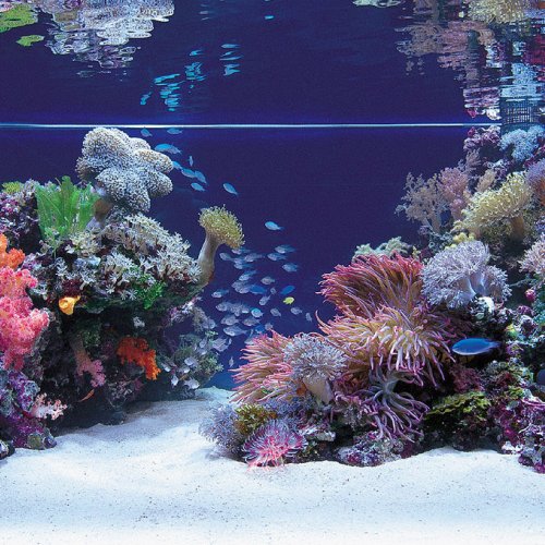 86 Desain Aquarium Bagus HD Terbaru