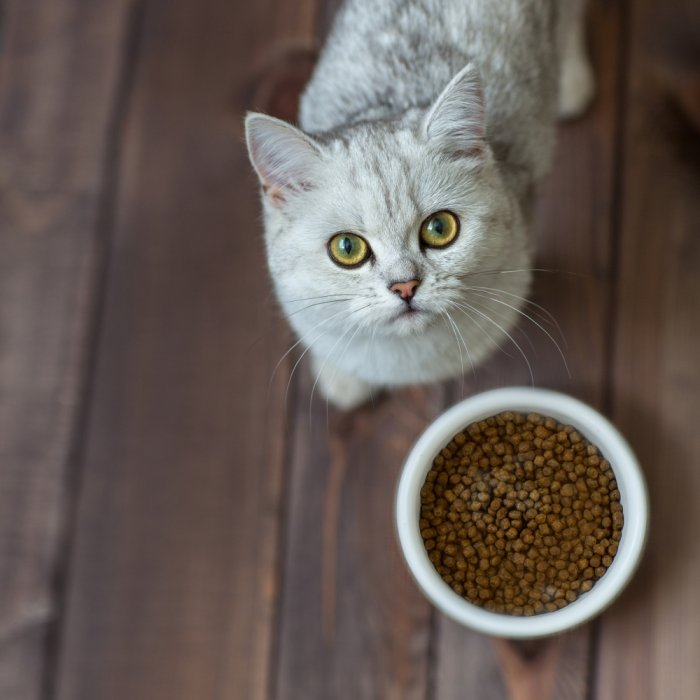 snack untuk kitten