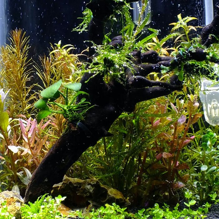 Tertarik Membuat Aquascape Ini 10 Langkah Membuat Aquascape Minimalis Dan Rekomendasi Produk Yang Bisa Anda Gunakan