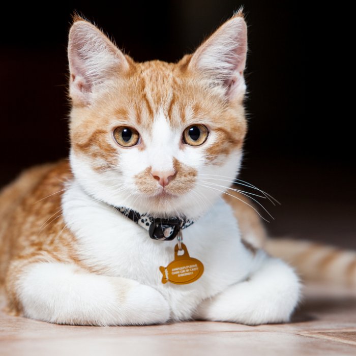 Buat Kucingmu Mudah Dikenali dengan 10 Rekomendasi Kalung Kucing 