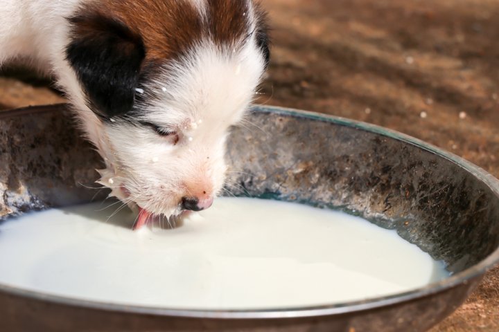 犬用ミルクの人気ランキングTOP10！シニアのワンちゃんにもおすすめ！
