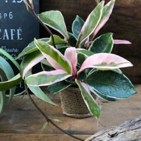 観葉植物 ホヤ 人気ブランドランキング22 ベストプレゼント