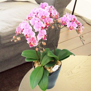 ミディ胡蝶蘭 リンリン