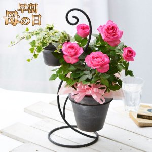 Fleur Town 吉本花城園 鉢植え