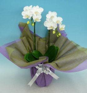 ミディ胡蝶蘭 アマビリス