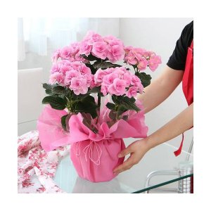 フェアリーアイ