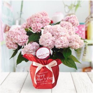 伊予獅子てまり