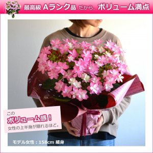 ハナラグ（Hana-rug） 鉢植え