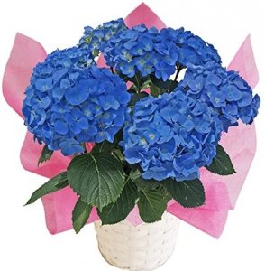 ブルーダイヤモンド