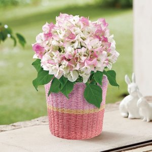 日比谷花壇 鉢植えギフト