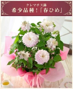 ブンブンビー（BunBun!Bee） 鉢植え