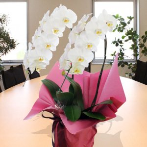 胡蝶蘭 大輪 2本立ち