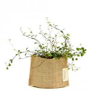 丸文（Marubun） 観葉植物