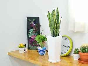 フラワーコーポレーション（FLOWER CORPORATION） 観葉植物