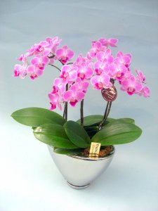 ミディ胡蝶蘭 チュンリー