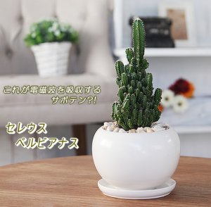 フラワーポケット 塚口ガーデン（Flower pocket Tsukaguchi garden） サボテン