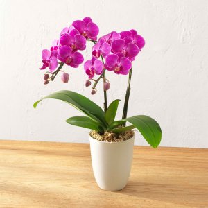 ミディ胡蝶蘭 2本立ち