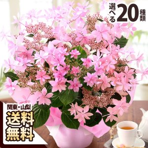 ブンブンビー（BunBun！Bee） 鉢植えギフト