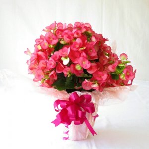 ベゴニアの鉢植え