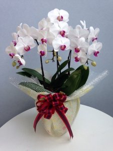 ミディ胡蝶蘭 ユミ