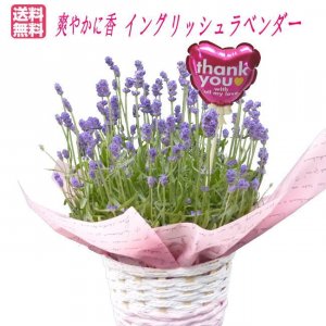 Hana Uta 米沢園芸 鉢植え