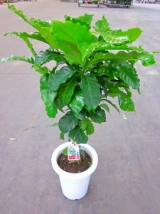 ブルーミンググレイス（Blooming Grace） 観葉植物