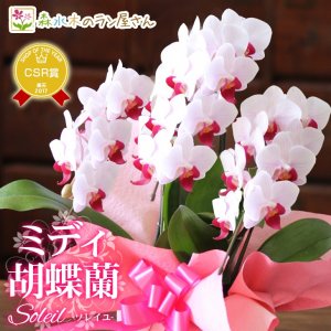 森水木のラン屋さん 鉢植えギフト