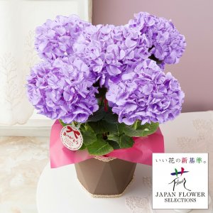 イイハナ・ドットコム（e87.com） 鉢植えギフト