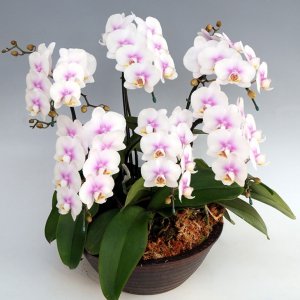 ミディ胡蝶蘭 ファ―ストラブ