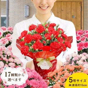 イングの森 鉢植え