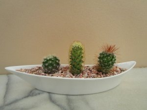 ルース（luz） サボテン