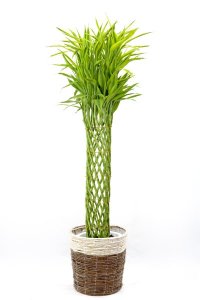 ミリオンバンブー