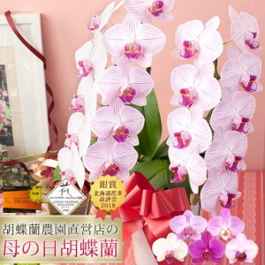 iファーマーらんぼ 鉢植え