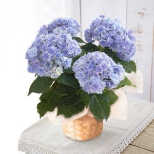 プリンセスシャーロット