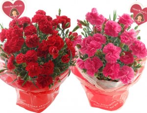 フラワーキッチン自由が丘（Flower Kitchen JIYUGAOKA） カーネーション鉢植え