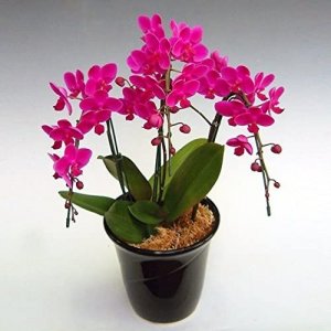 ミディ胡蝶蘭 満天紅