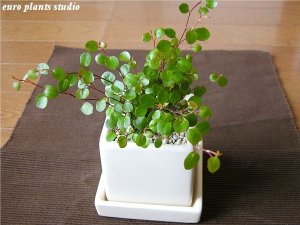 ユーロプランツスタジオ（euro plants studio） 観葉植物