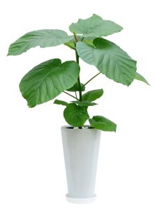 幸せの花急便 観葉植物